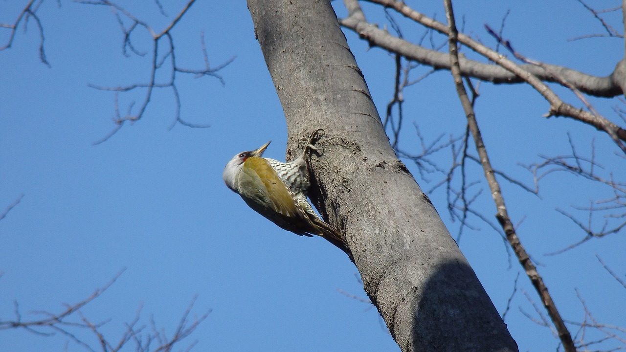 bird  nature  tree free photo