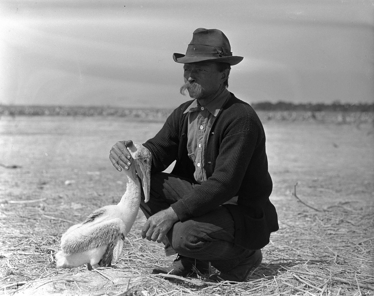 bird cowboy as free photo