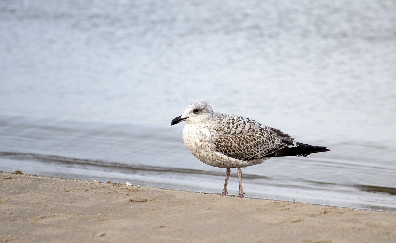 bird  sea  nature free photo