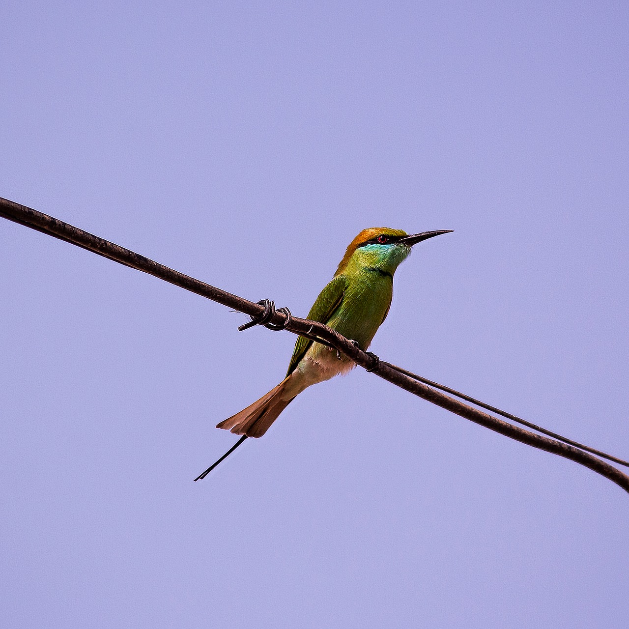 bird  nature  animal free photo