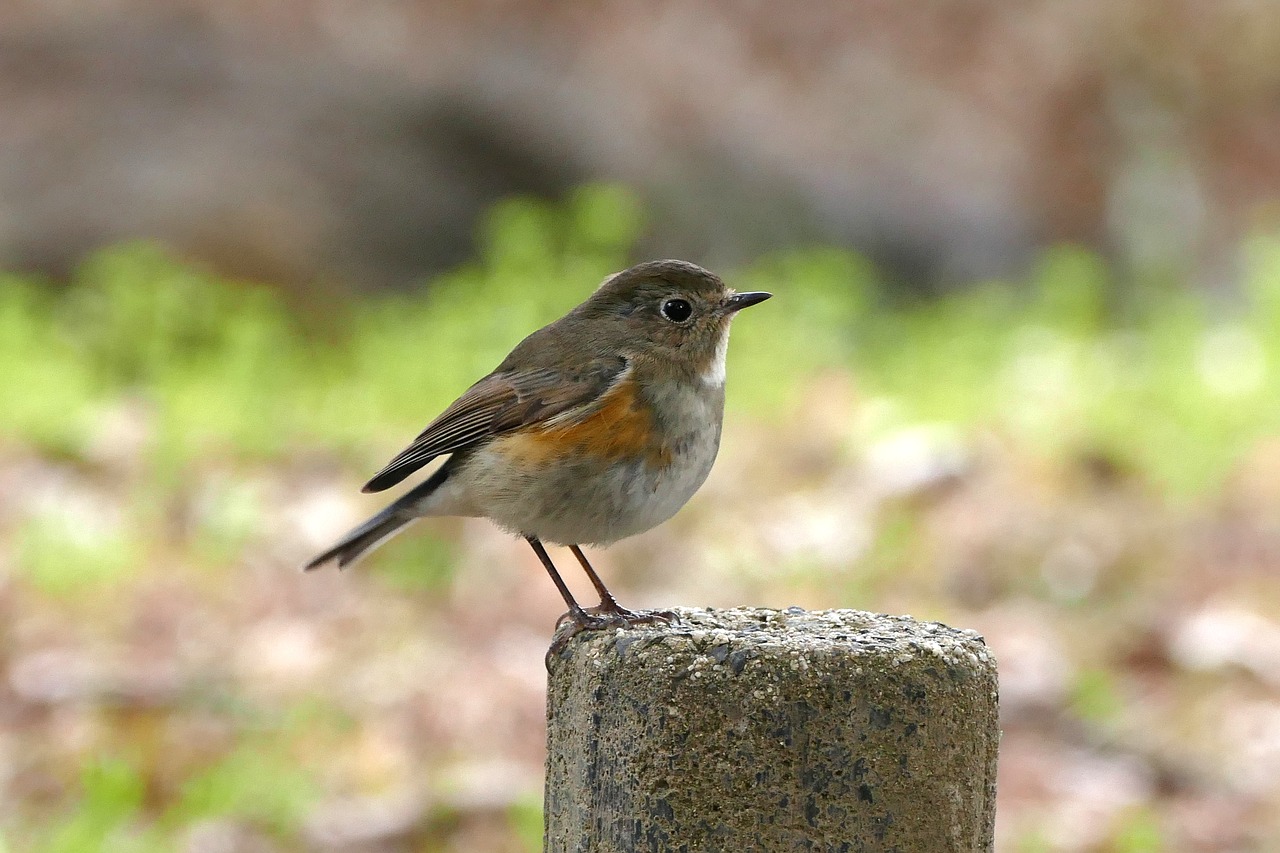 bird  red-flanked bluetail  cute free photo