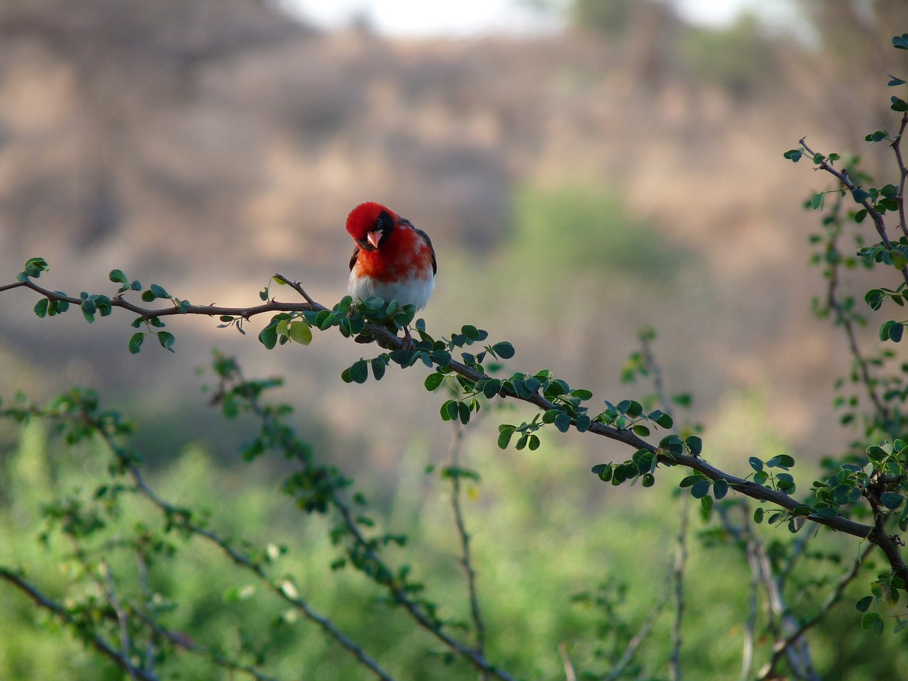 bird  africa  tanzania free photo