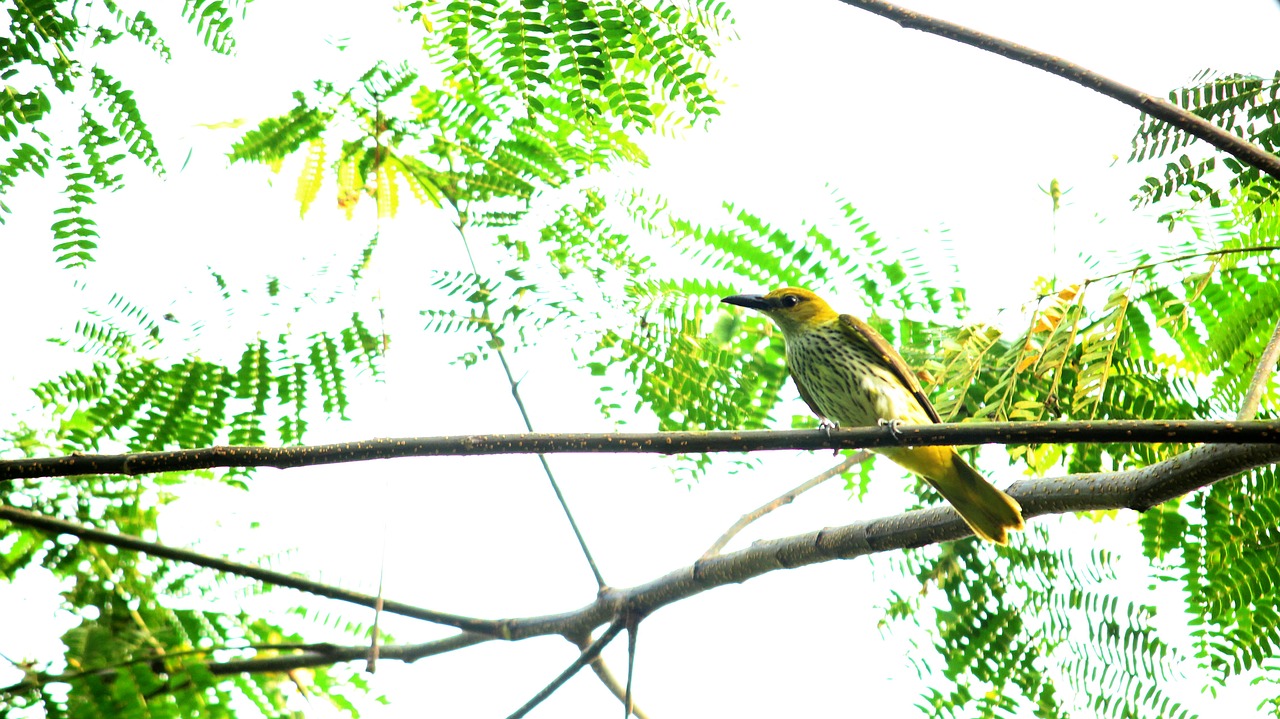 bird  avian  india free photo