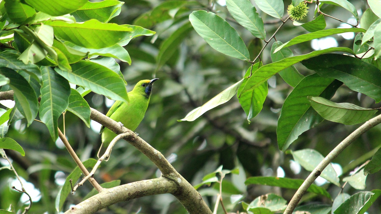 bird  leafbird  leaf free photo