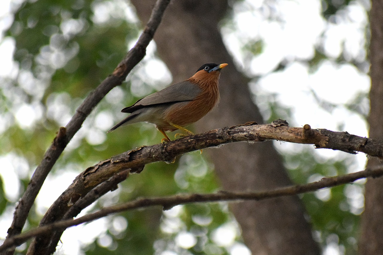 bird  branch  nature free photo