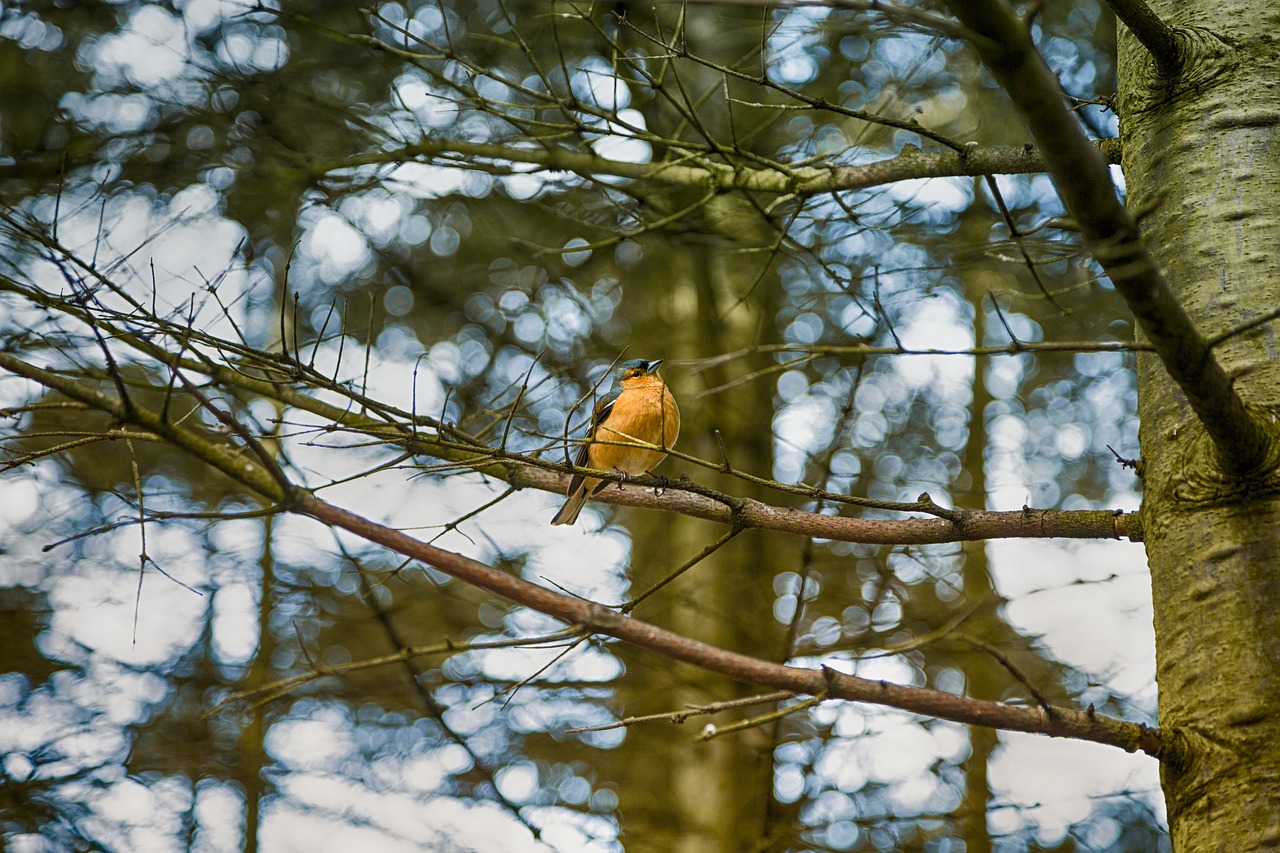 bird  branch  forest free photo