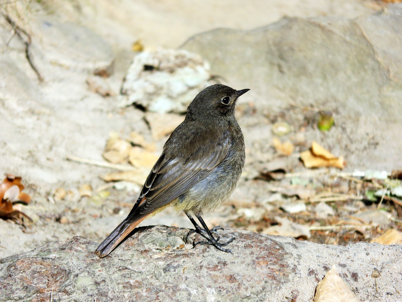bird  rotschwaenzchen  songbird free photo