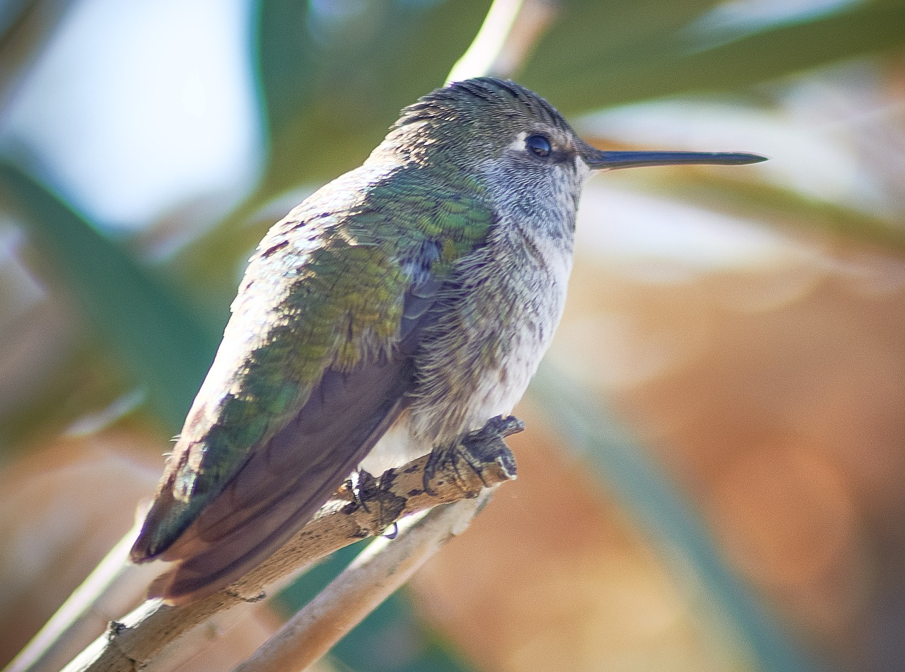 bird  costa's  hummingbird free photo