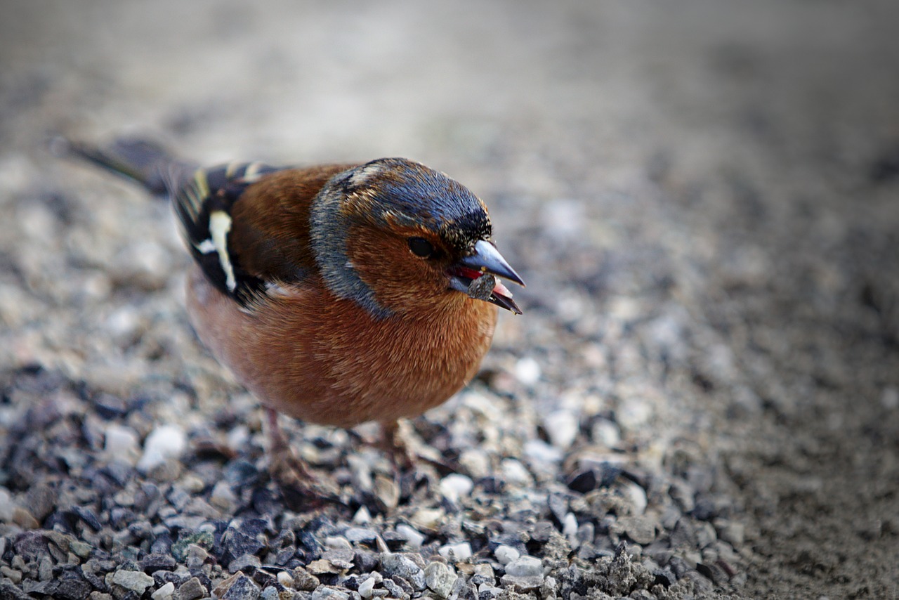 bird  feather  bill free photo