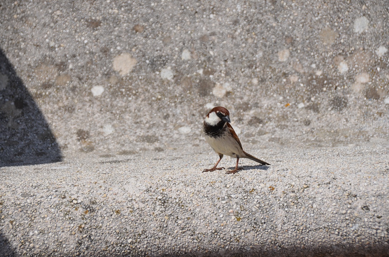 bird  bank  stone free photo