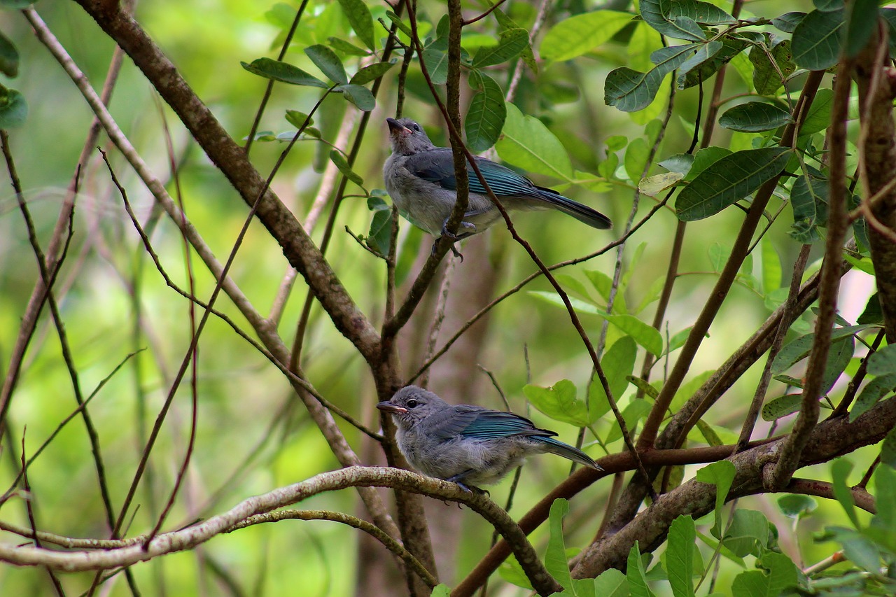 bird  animal  nature free photo