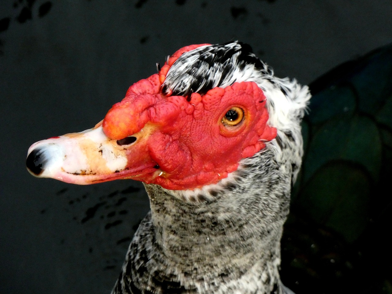 bird  water bird  muscovy duck free photo