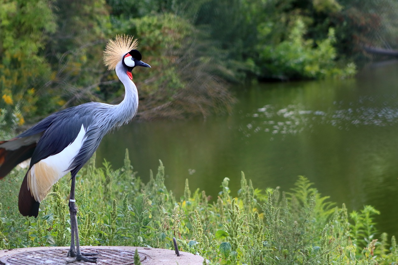 bird  animal  pen free photo