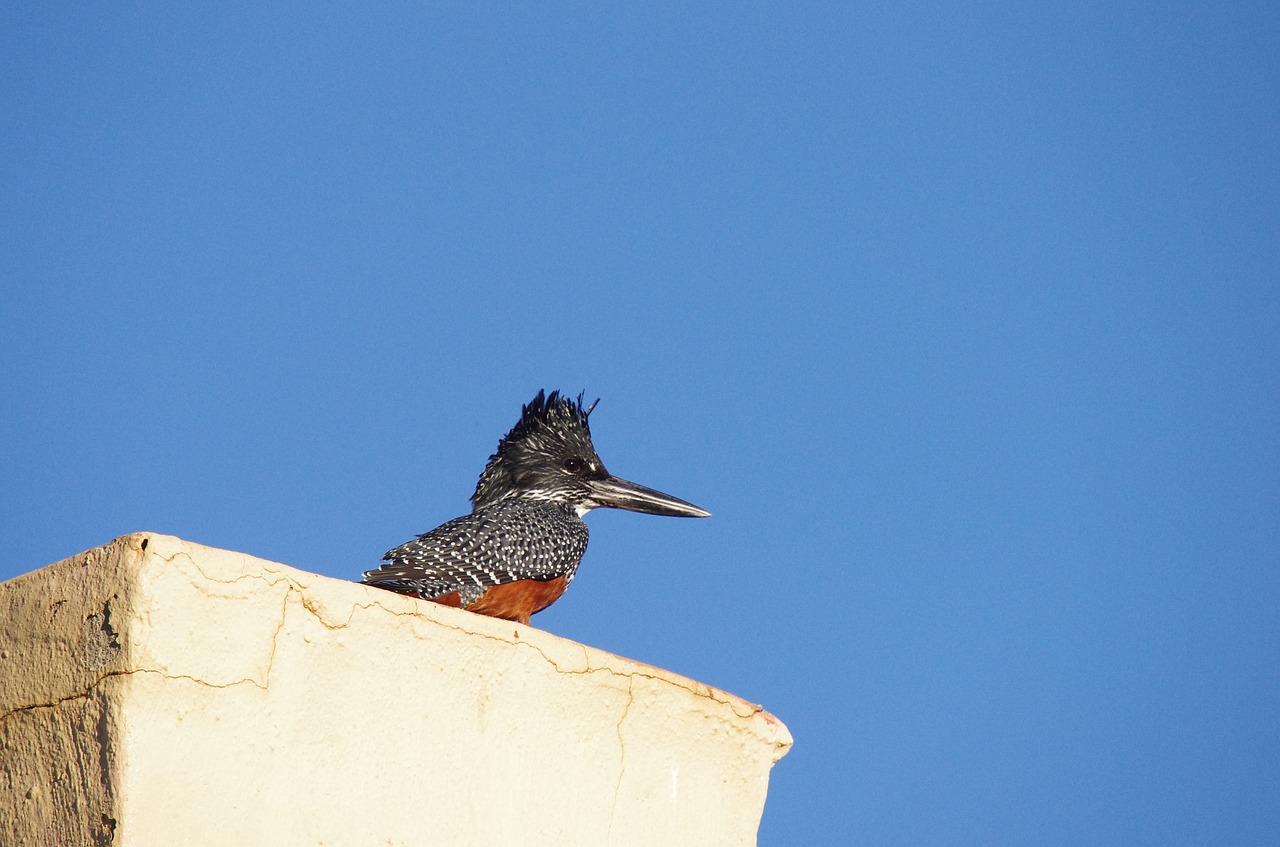 bird  kingfisher  nature free photo