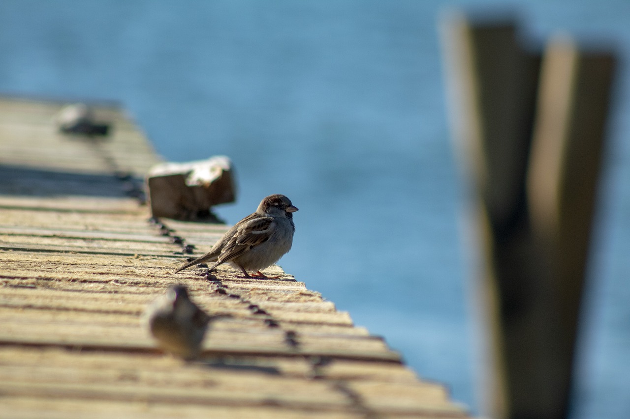 bird  chick  f free photo