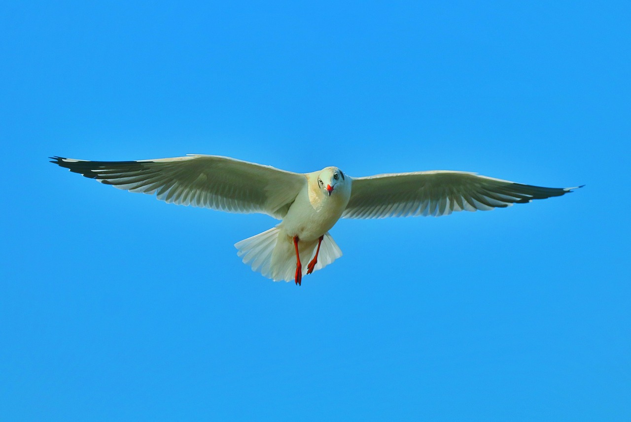 bird  sea bird  fly free photo