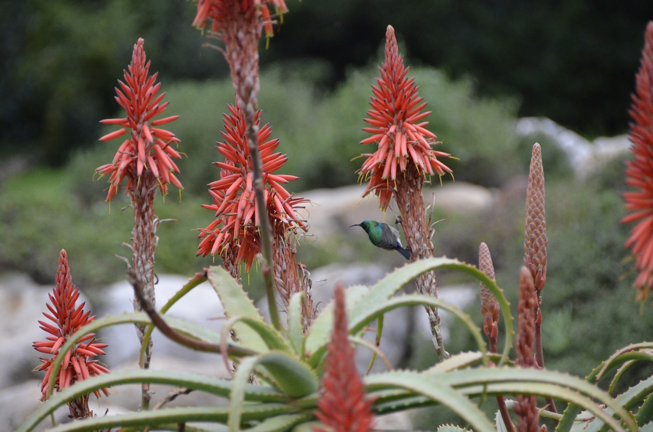 bird  colors  flowers free photo