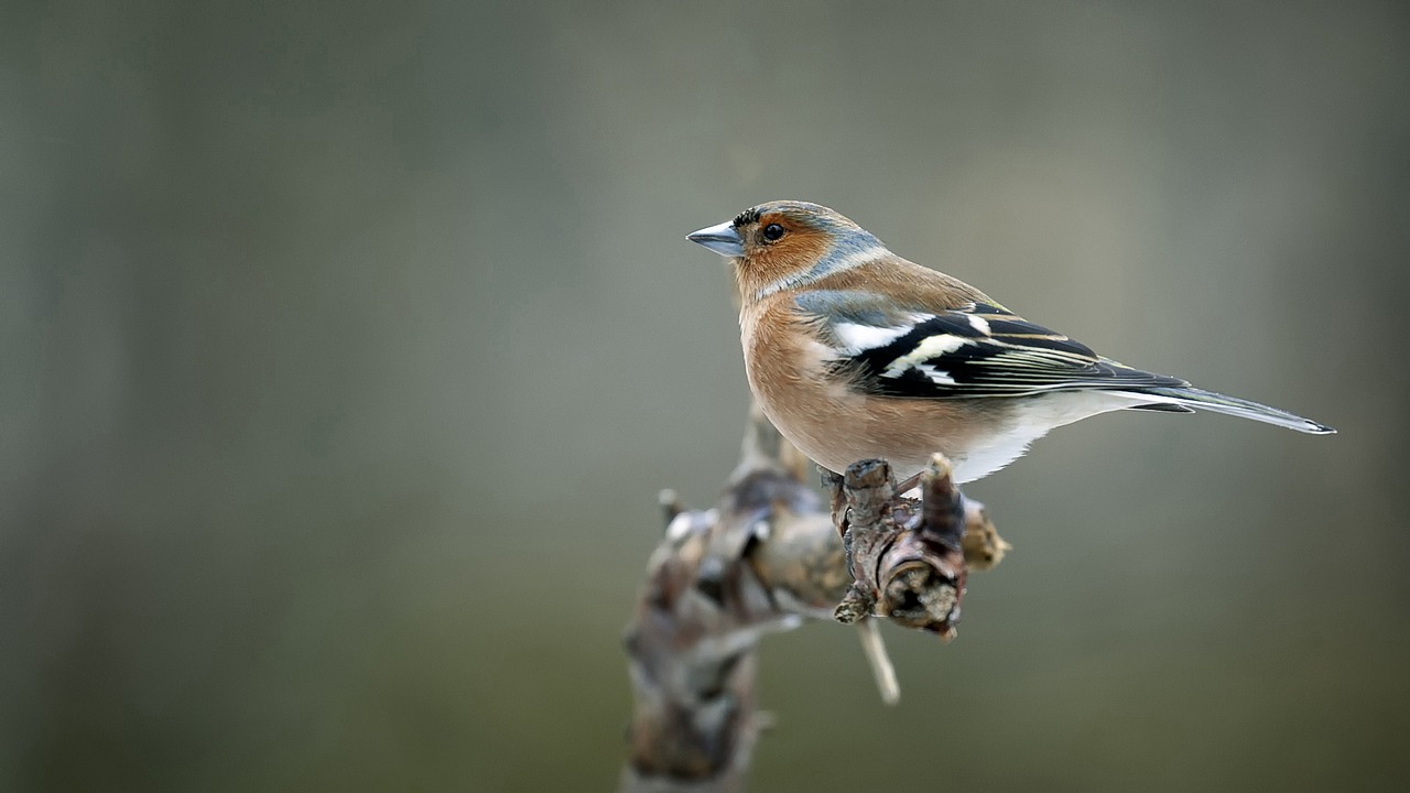 bird  chaffinch  nature free photo