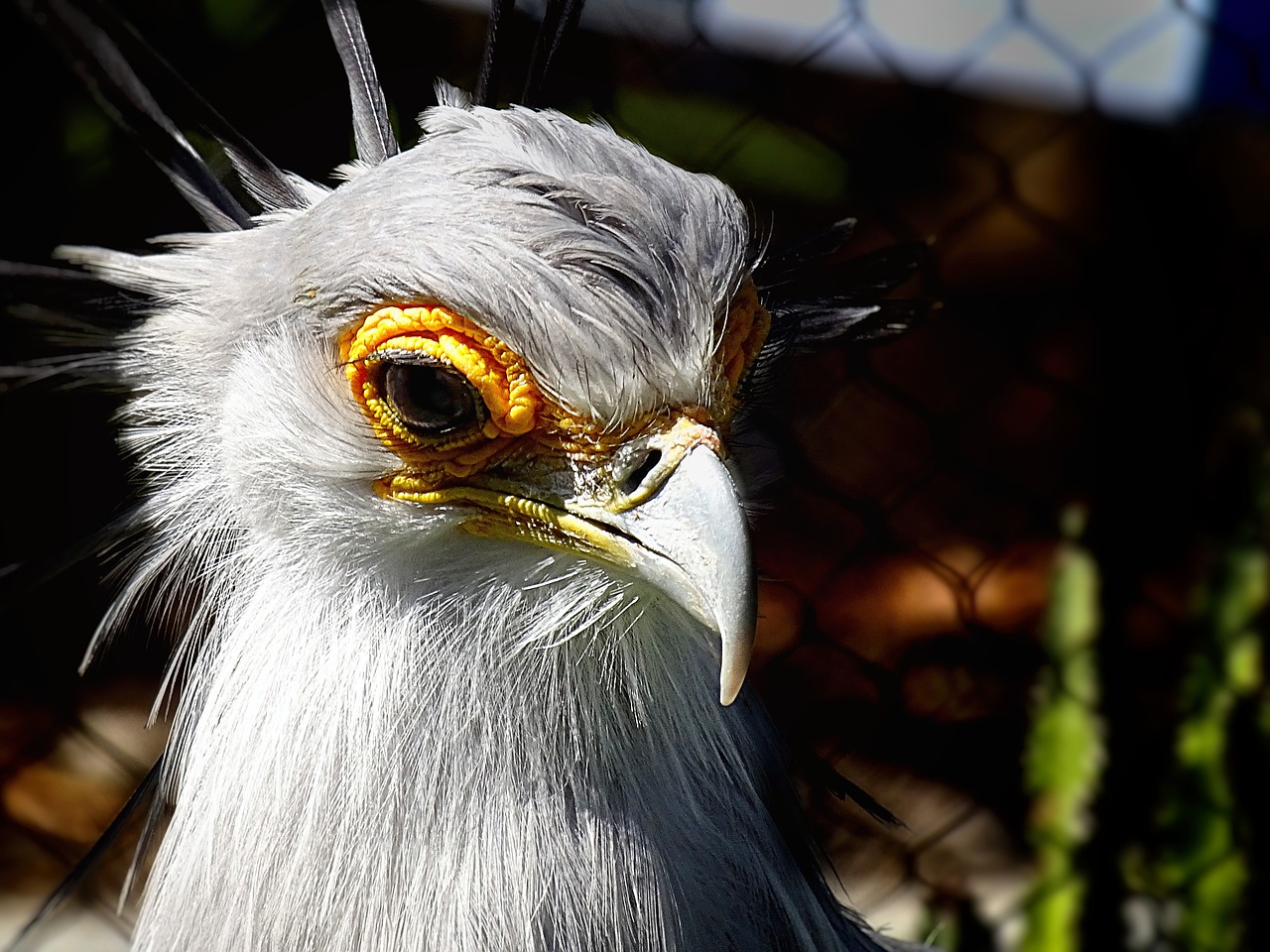 bird  vulture  zoo free photo