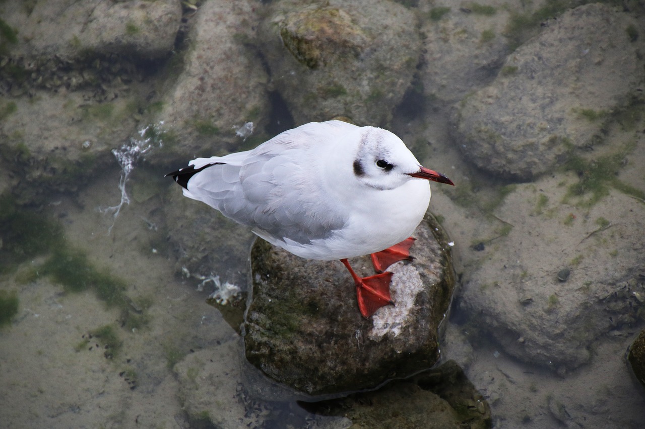 bird  water bird  gull free photo