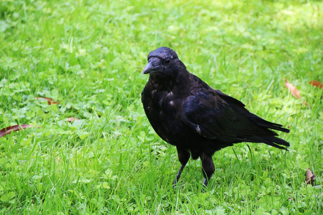 bird  raven  crow free photo