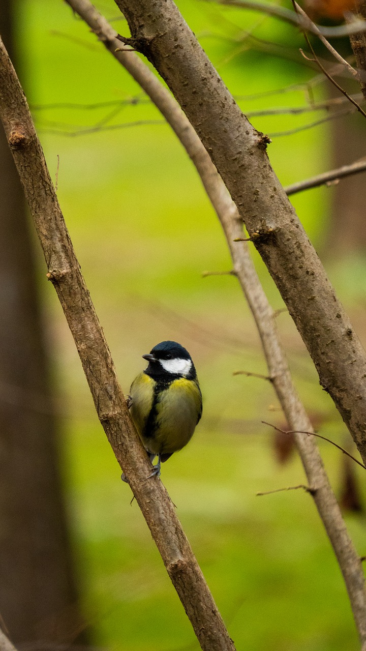 bird  winter  animal free photo