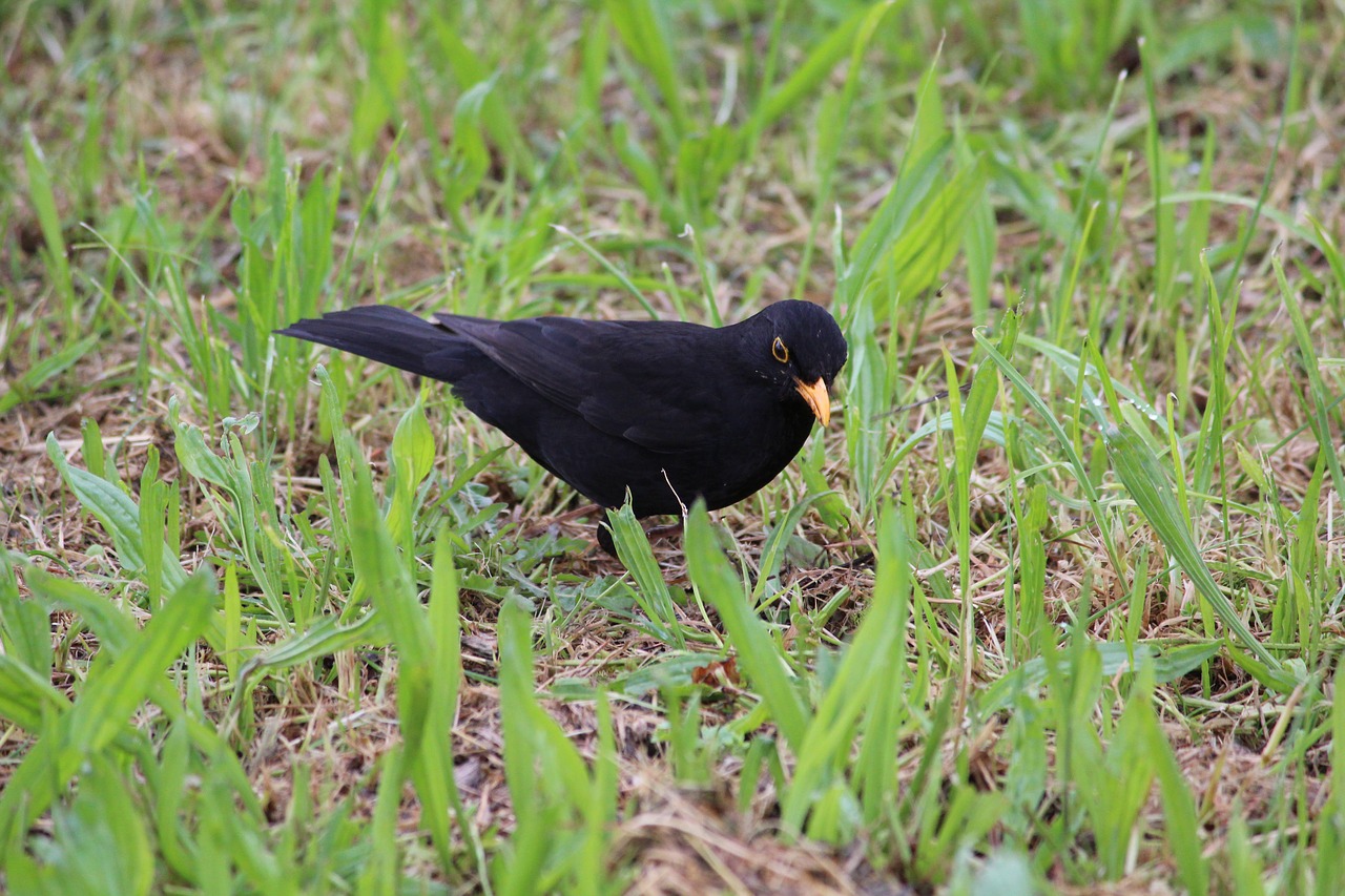 bird  black  toscana free photo