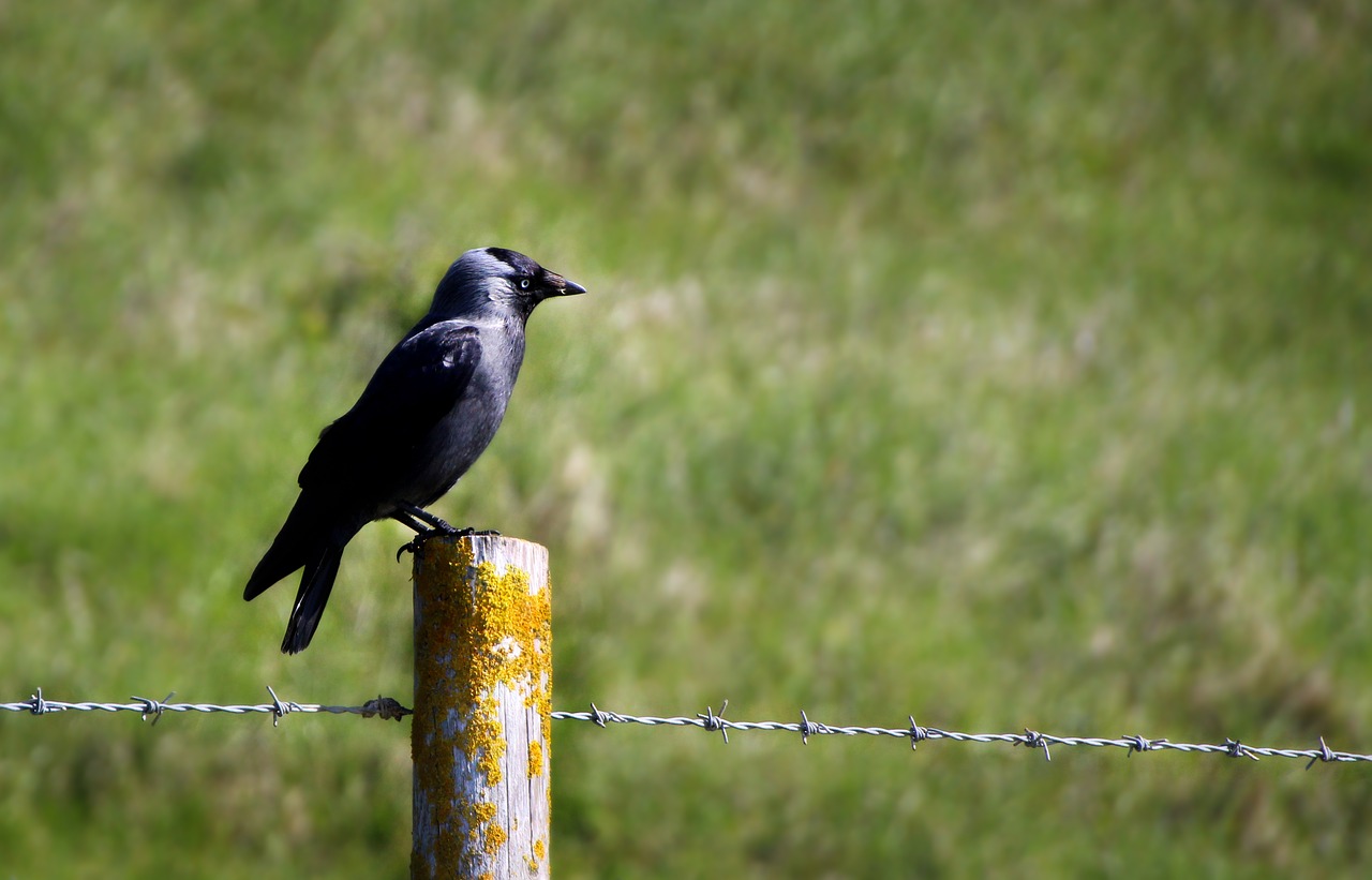 bird  raven  crow free photo