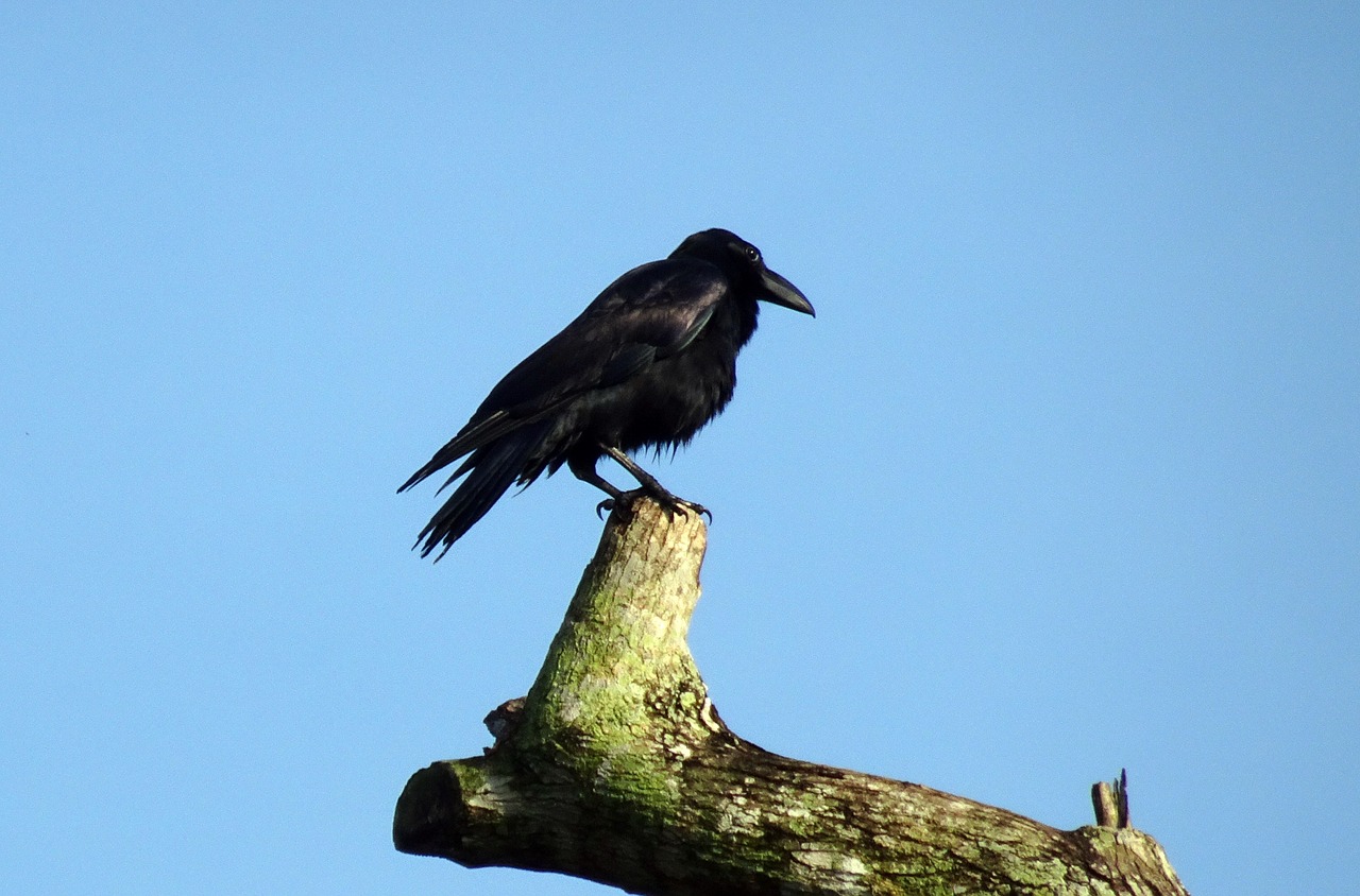bird  crow  indian jungle crow free photo