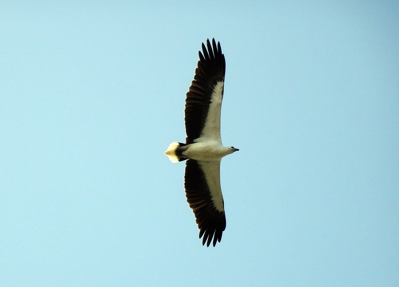 bird  white-bellied  sea eagle free photo