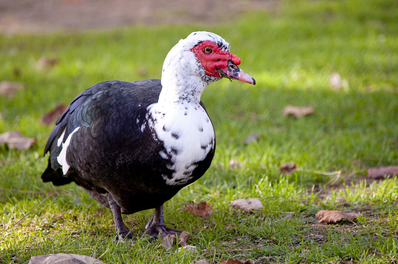 bird  muscovy duck  cairina moschata free photo