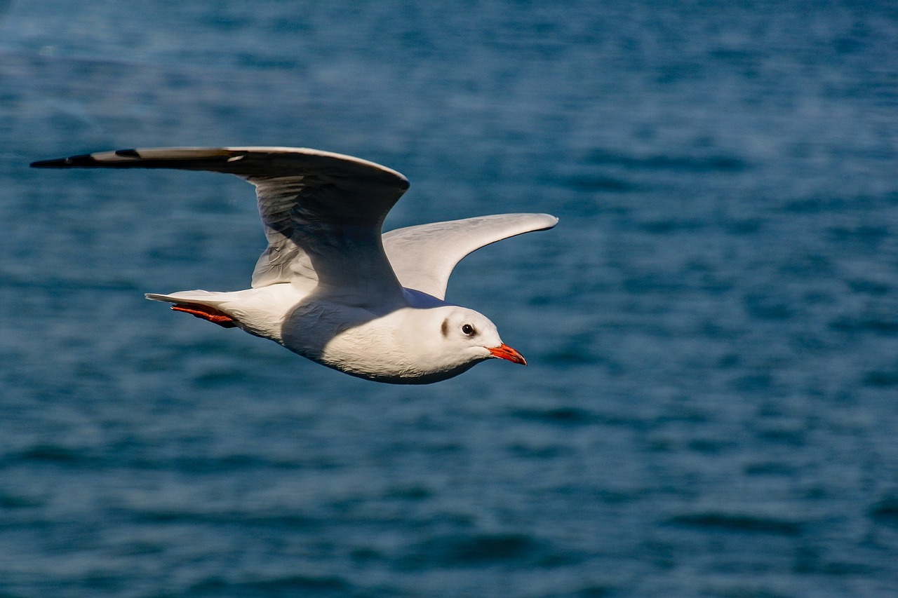 bird  lake  lake constance free photo