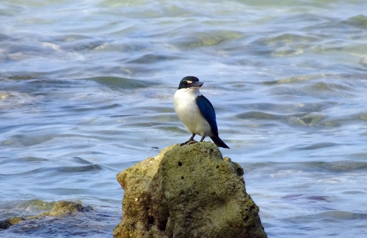 bird  kingfisher  andaman collared kingfisher free photo