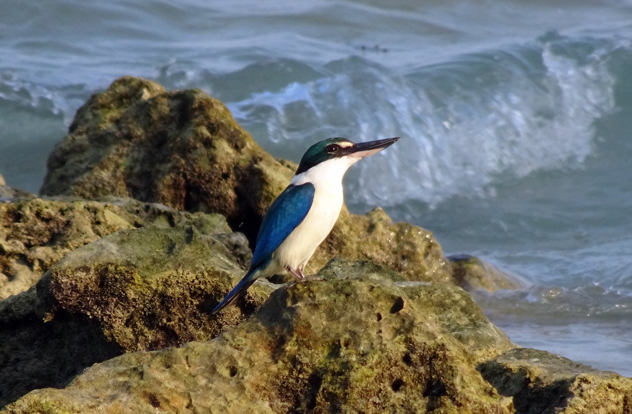 bird  kingfisher  andaman collared kingfisher free photo