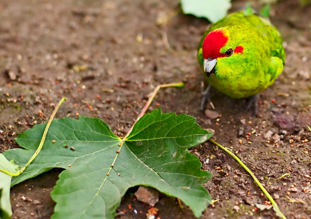 bird  leaf  animal free photo