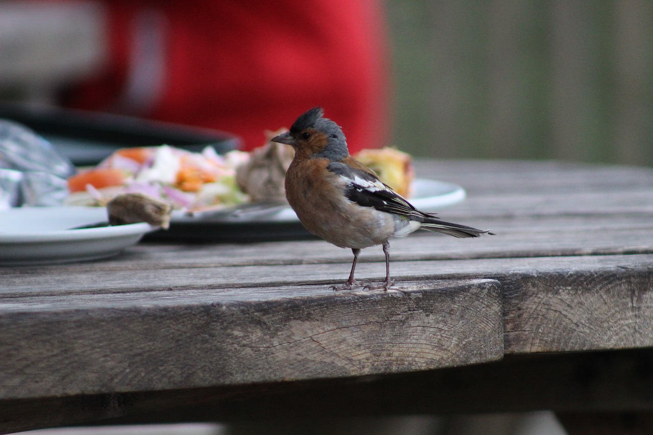 bird  curious  nature free photo