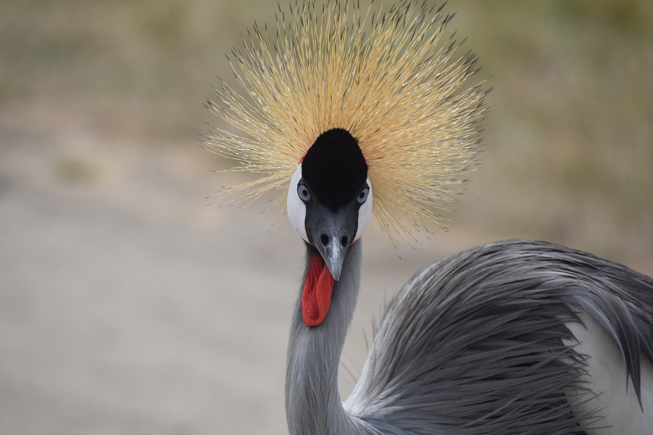 bird  wildlife  nature free photo