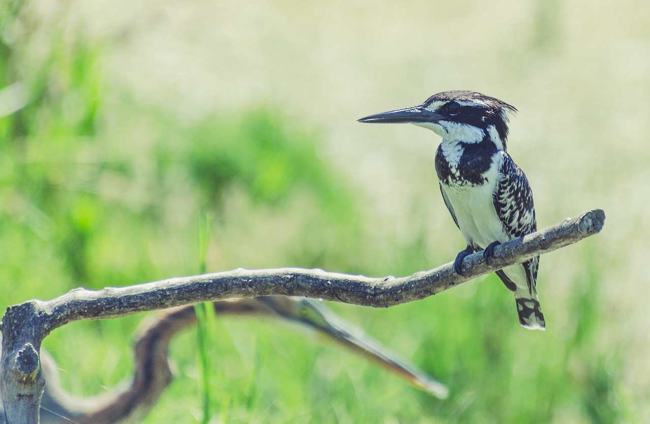 bird  kingfisher  pied free photo