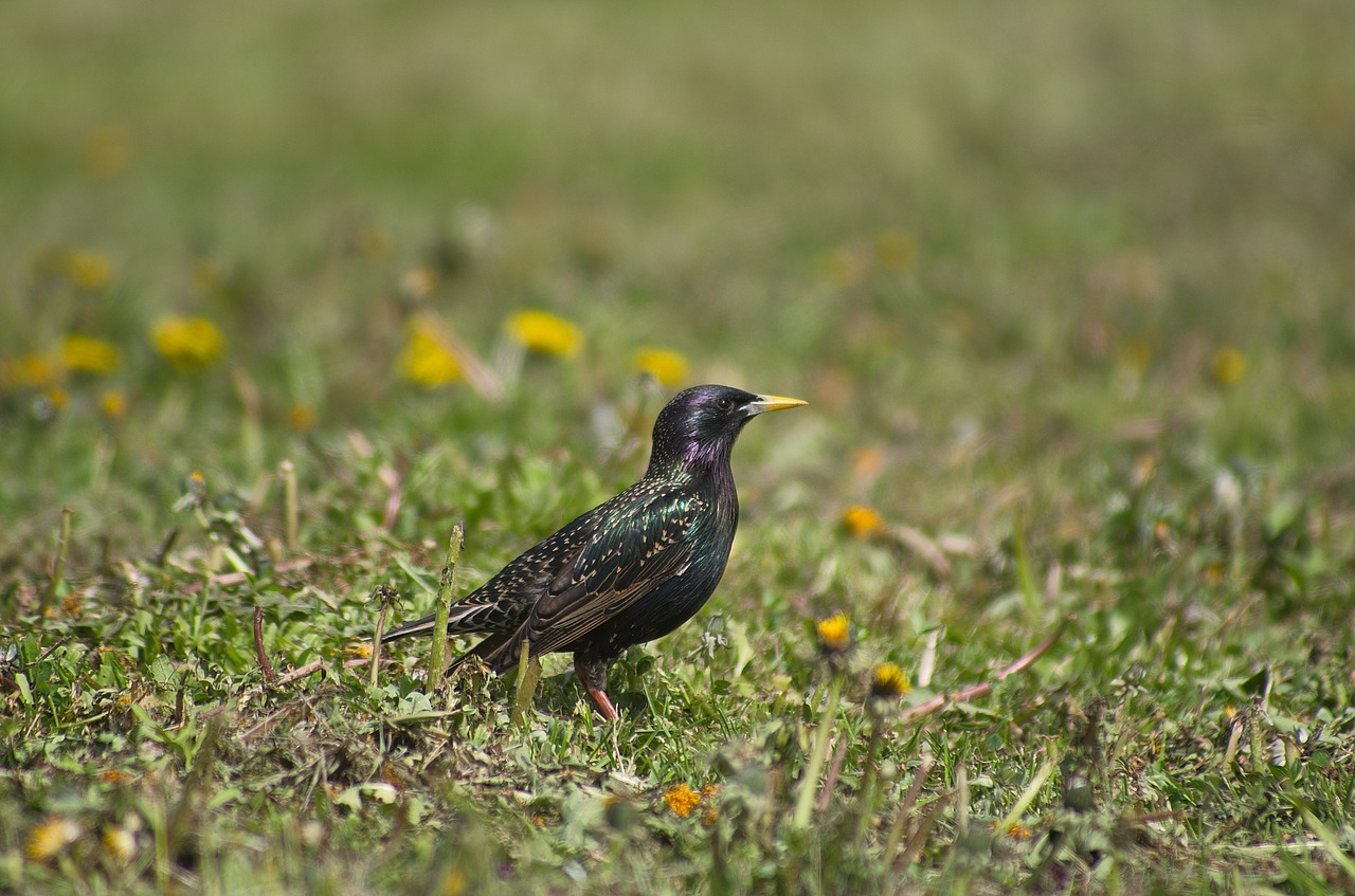 bird  starling  nature free photo