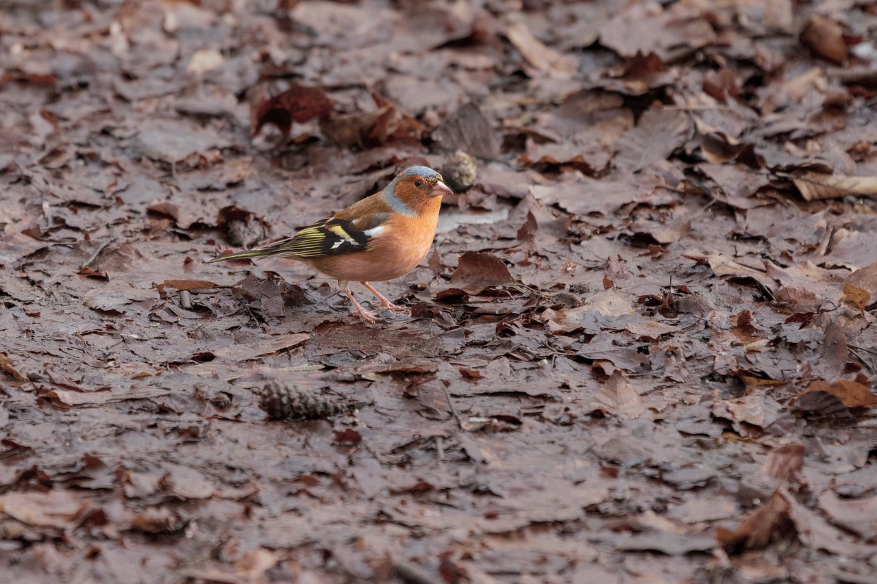 bird  color  colorful free photo