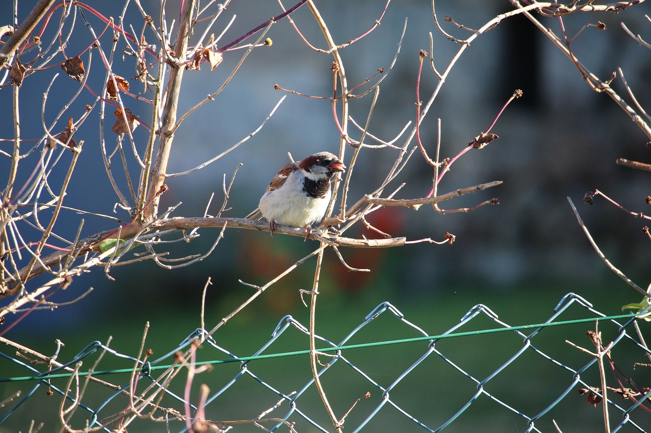 bird  branch  nature free photo