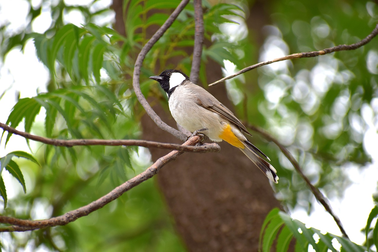 bird  nature  branch free photo