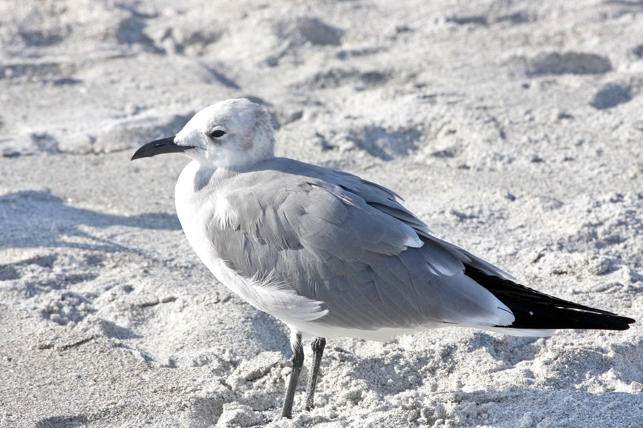 bird  animal  beach free photo