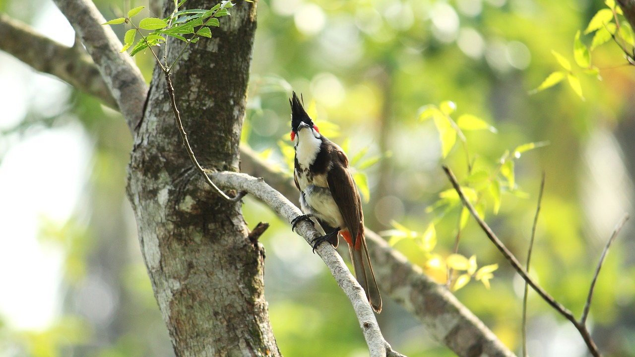 bird  avian  kerala free photo