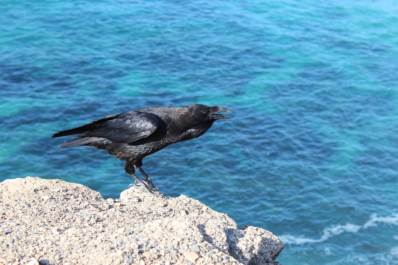 bird  crow  raven free photo