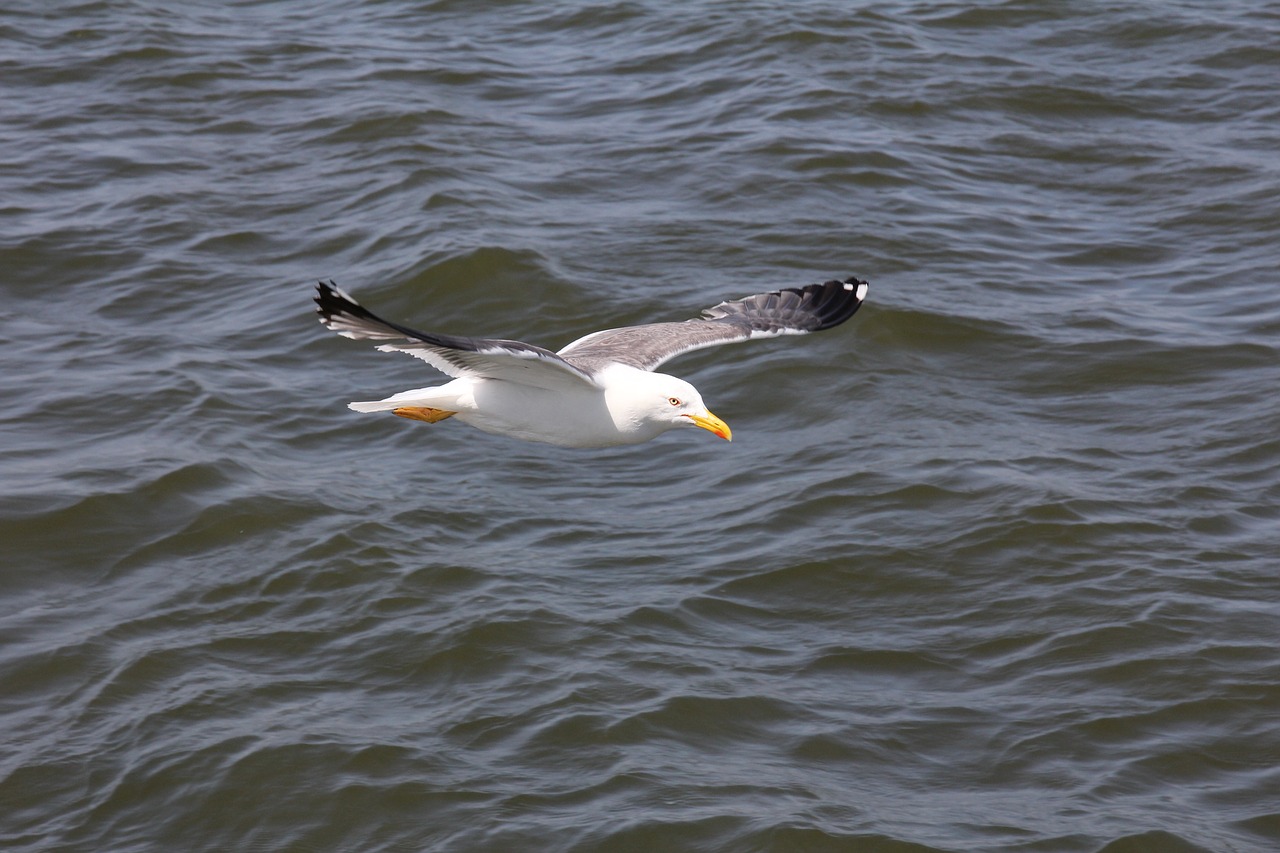 bird  seagull  water free photo