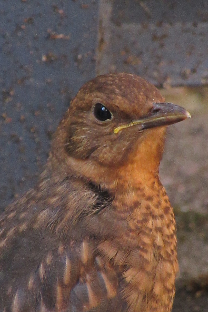 bird  blackbird  young free photo