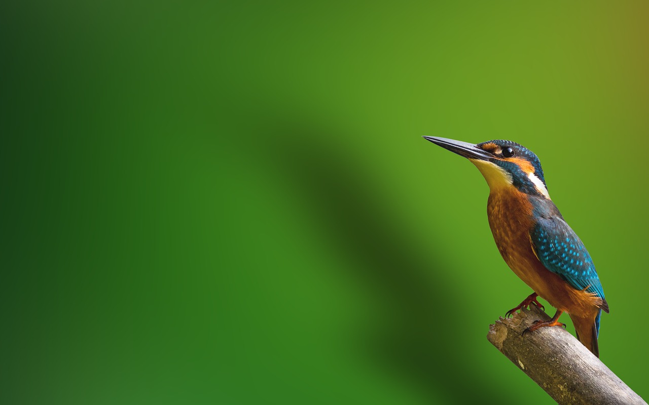 bird  kingfisher  animal free photo