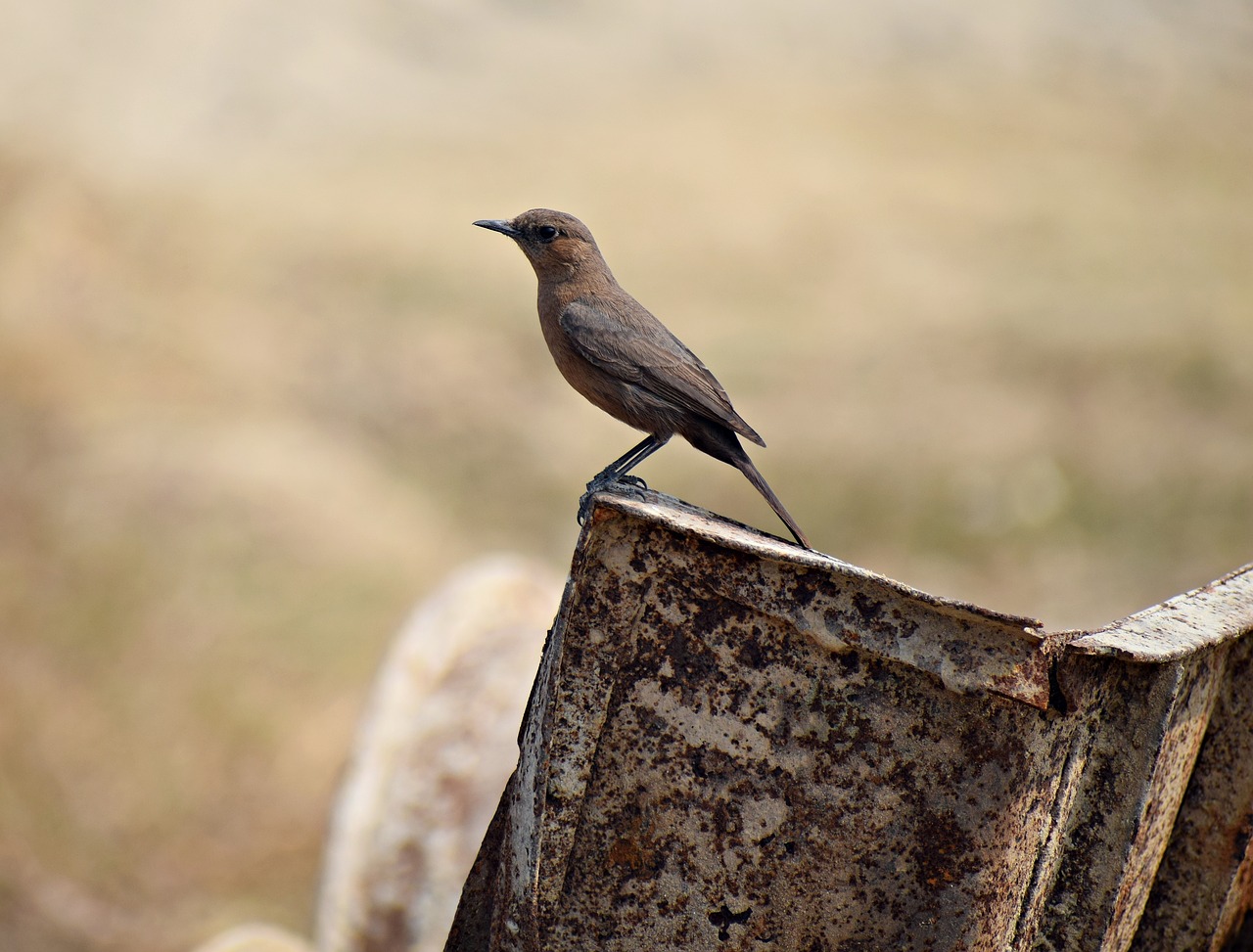 bird  sitting  nature free photo