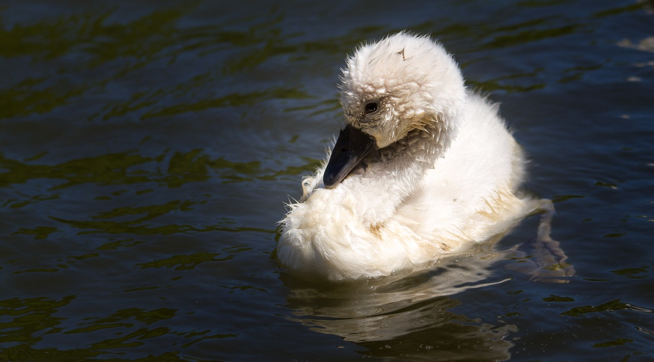 bird  nature  animal world free photo